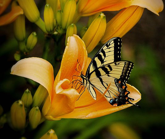 Pretty butterfly and flower